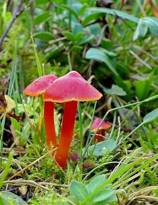 lúčnica šarlátová Hygrocybe coccinea (Schaeff.) P. Kumm.