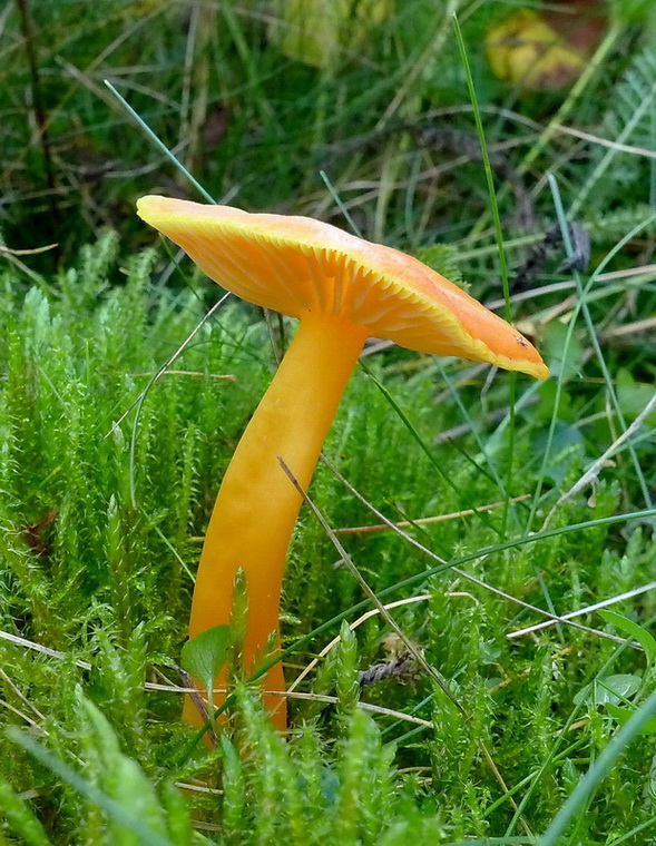 lúčnica Reidova Hygrocybe reidii Kühner