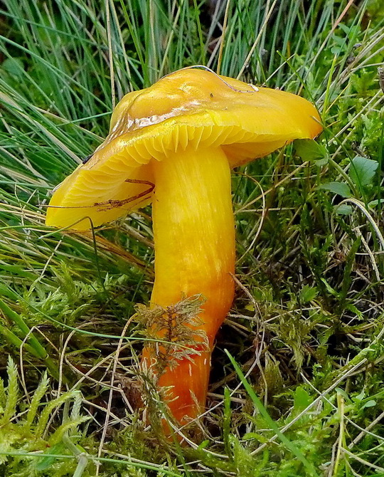 lúčnica Hygrocybe sp.