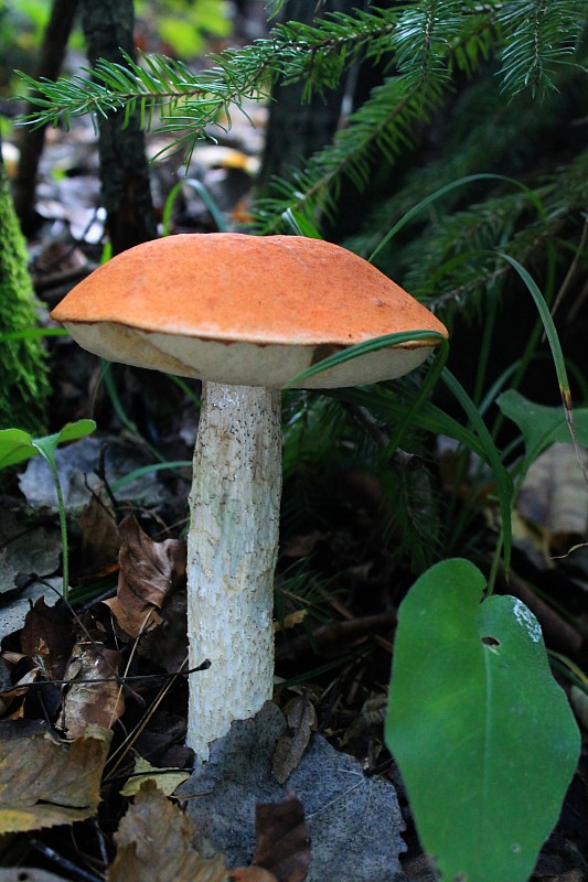 kozák osikový Leccinum albostipitatum den Bakker & Noordel.