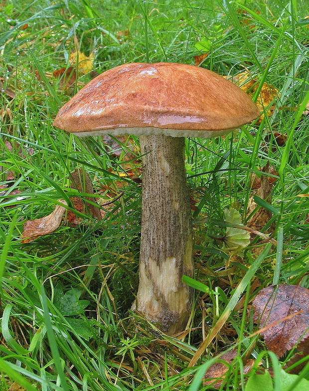 kozák brezový Leccinum scabrum (Bull.) Gray