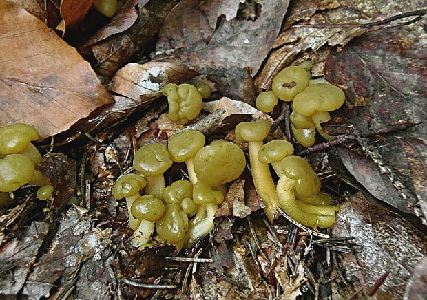 klincovka slizká Leotia lubrica (Scop.) Pers.