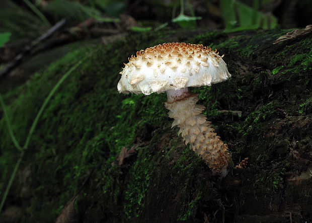 šupinovka bledookrajová Pholiota squarrosoides (Peck) Sacc.