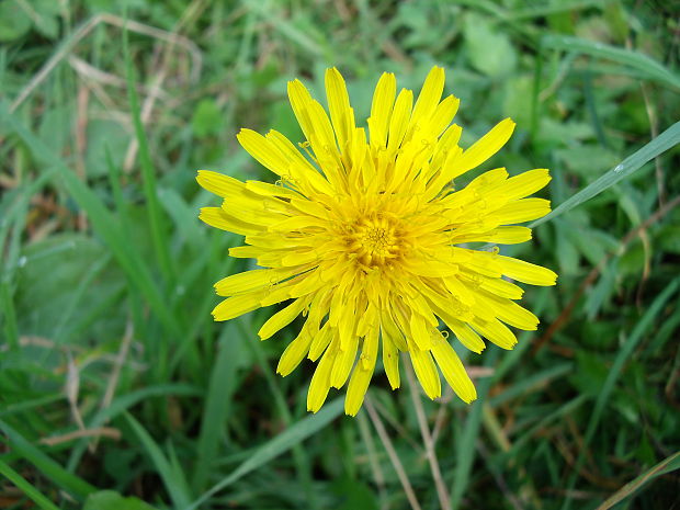 púpava Taraxacum officinale (L.) Weber ex F.H.Wigg