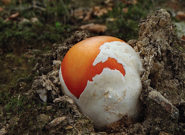 muchotrávka cisárska Amanita caesarea (Scop.) Pers.