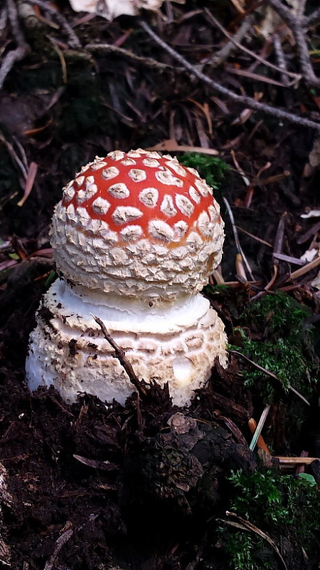 muchotrávka červená Amanita muscaria (L.) Lam.