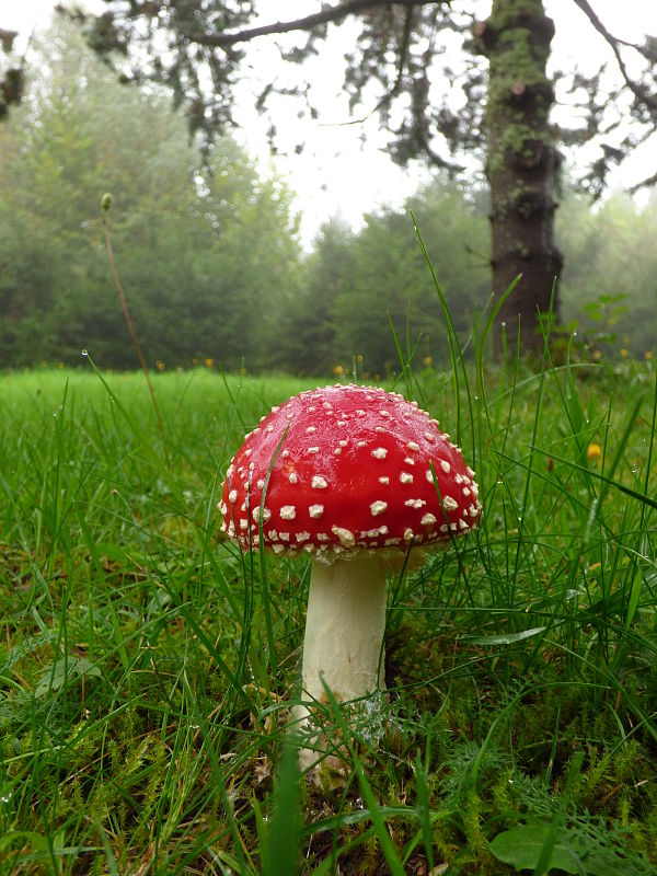 muchotrávka červená Amanita muscaria (L.) Lam.