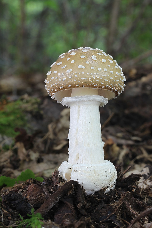 muchotrávka tigrovaná Amanita pantherina (DC.) Krombh.