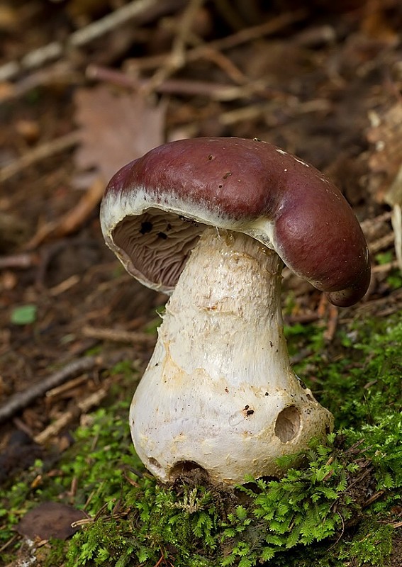 pavučinovec mohutný Cortinarius praestans (Cordier) Gillet