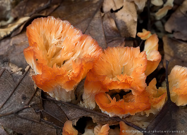 lievikovka buková Cotylidia pannosa (Sowerby) D.A. Reid