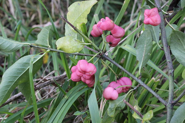 bršlen európsky Euonymus europaeus L.