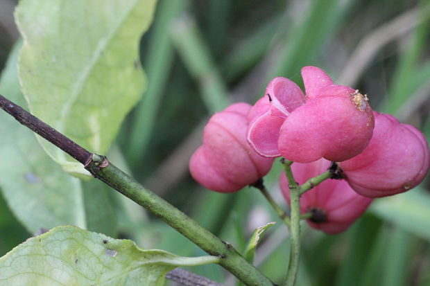 bršlen európsky Euonymus europaeus L.