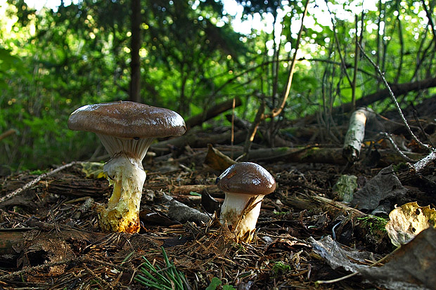 sliziak mazľavý Gomphidius glutinosus (Schaeff.) Fr.