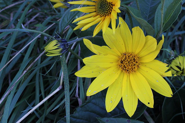 slnečnica hľuznatá Helianthus tuberosus L.