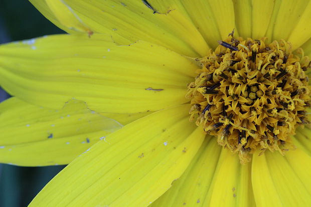 slnečnica hľuznatá Helianthus tuberosus L.