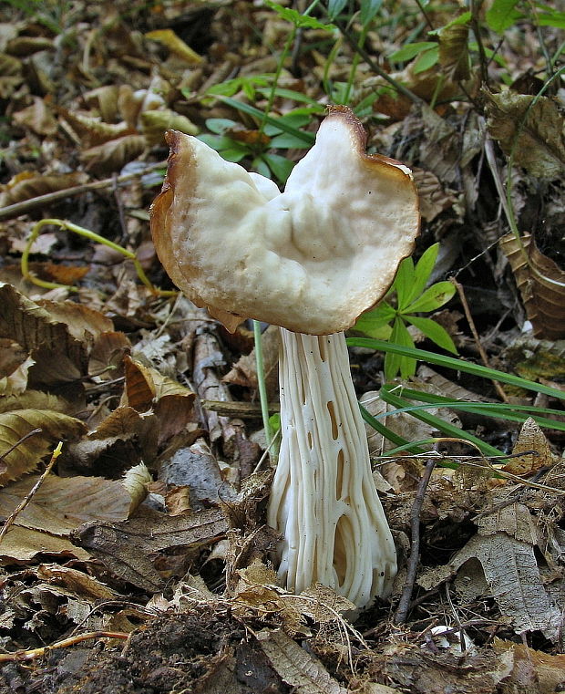 chriapač kučeravý Helvella crispa (Scop.) Fr.