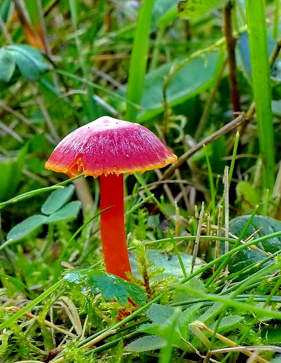 lúčnica šarlátová Hygrocybe coccinea (Schaeff.) P. Kumm.