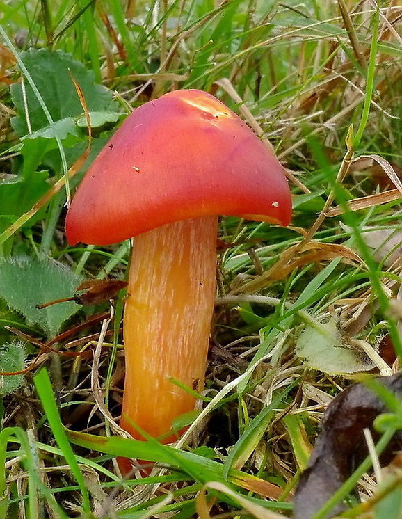 lúčnica granátovočervená Hygrocybe punicea (Fr.) P. Kumm.