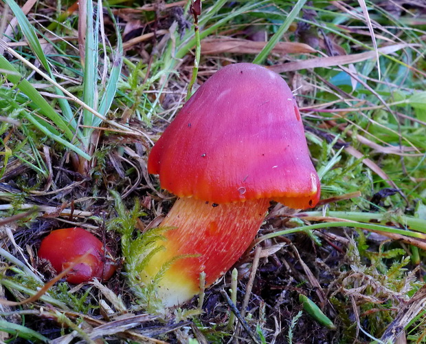 lúčnica granátovočervená Hygrocybe punicea (Fr.) P. Kumm.