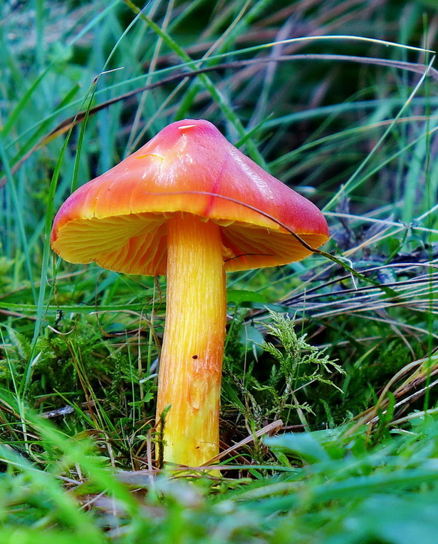 lúčnica granátovočervená Hygrocybe punicea (Fr.) P. Kumm.