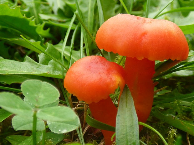 lúčnica Hygrocybe sp.