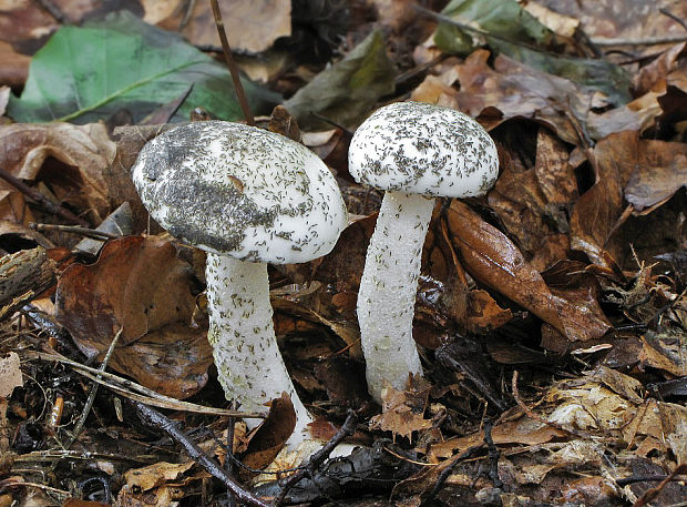 šťavnačka slonovinová Hygrophorus eburneus (Bull.) Fr.