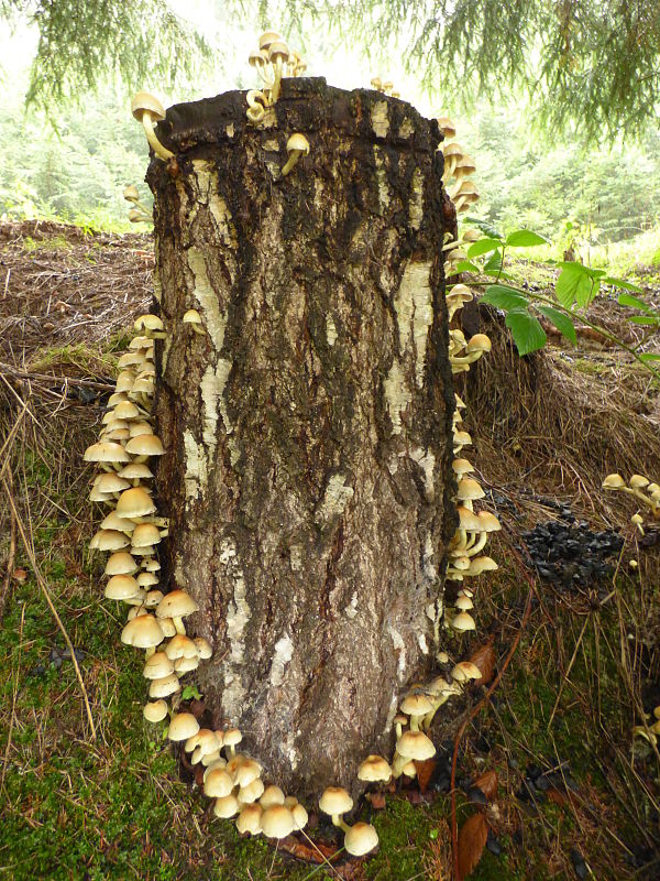 strapcovka zväzkovitá Hypholoma fasciculare (Huds.) P. Kumm.