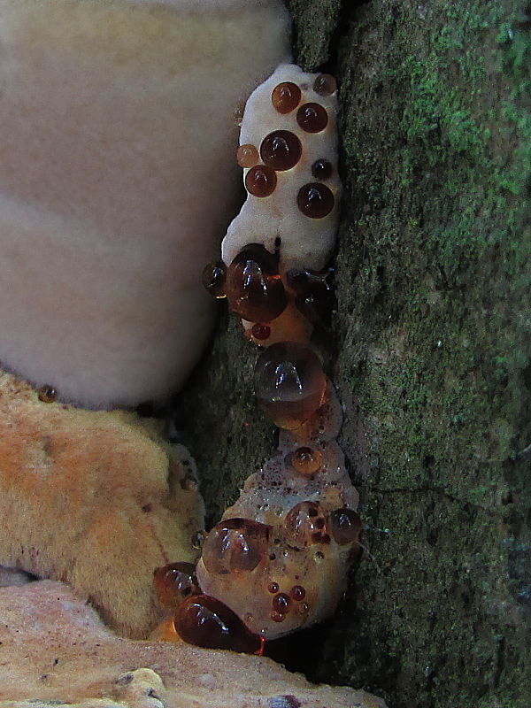 ryšavec dubový Inonotus dryophilus (Berk.) Murrill