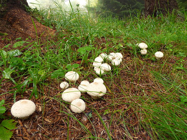 prášnica Lycoperdon sp.