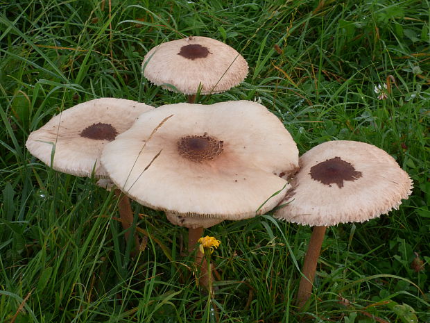 bedľa vysoká Macrolepiota procera (Scop.) Singer