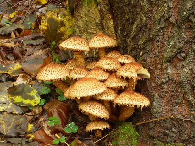 šupinovka šupinatá Pholiota squarrosa (Vahl) P. Kumm.