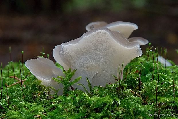 pajelenka želatínová Pseudohydnum gelatinosum (Scop.) P. Karst.