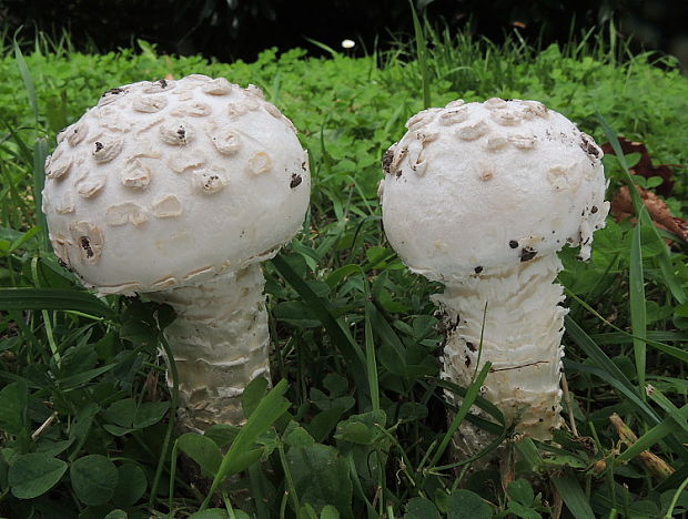 muchotrávka Vittadiniho Amanita vittadinii (Moretti) Vittad.