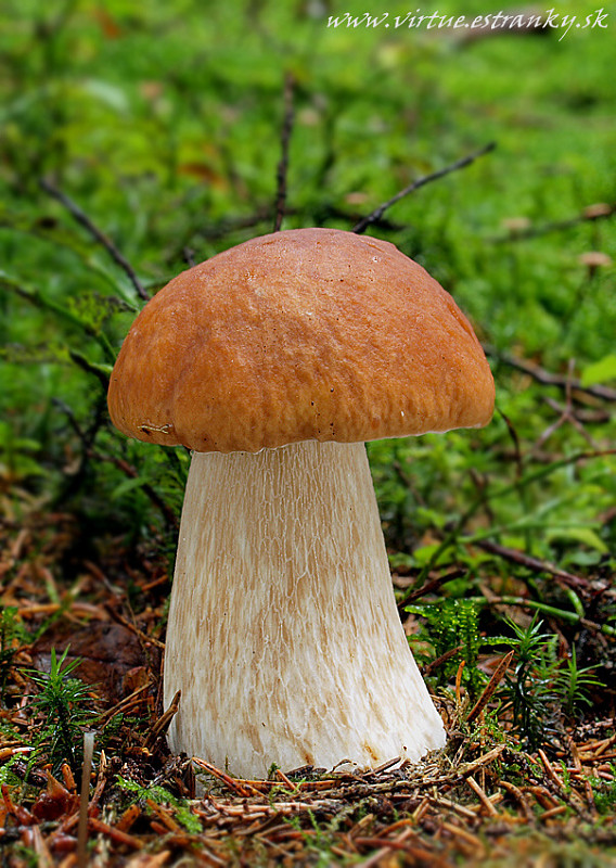 hríb smrekový Boletus edulis Bull.