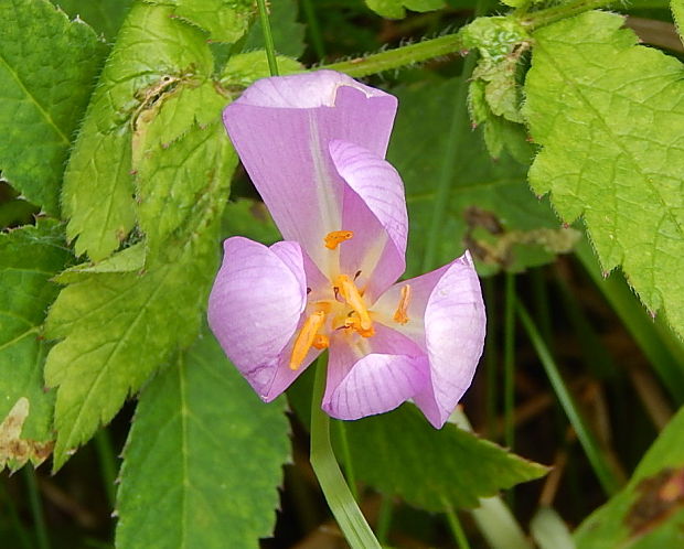 jesienka obyčajná Colchicum autumnale