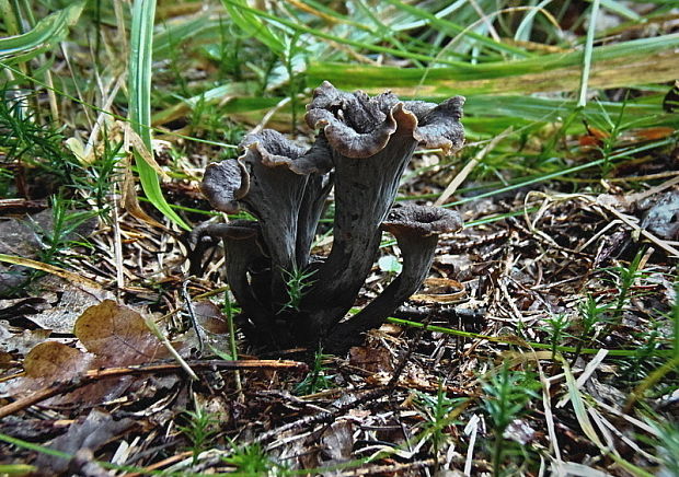 lievik trúbkovitý Craterellus cornucopioides (L.) Pers.