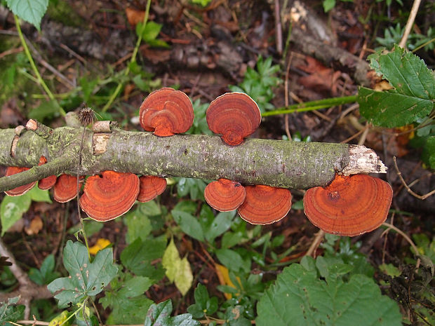 sieťkovček červenkastý Daedaleopsis confragosa (Bolton) J. Schröt.