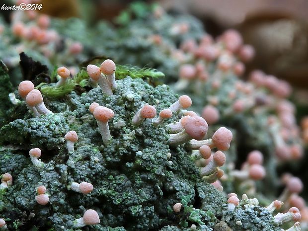 malohubka ružová Dibaeis baeomyces (L. f.) Rambold & Hertel