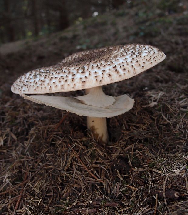 bedlička ostrošupinatá Echinoderma asperum (Pers.) Bon