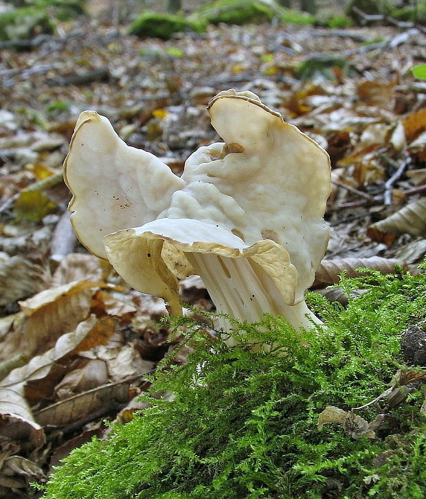 chriapač kučeravý Helvella crispa (Scop.) Fr.