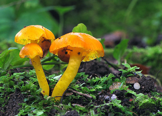 lúčnica vosková Hygrocybe ceracea (Wulfen) P. Kumm.