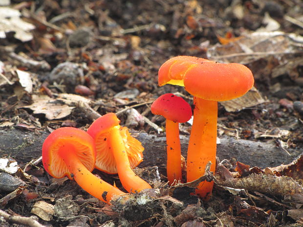 lúčnica krvavá Hygrocybe miniata (Fr.) P. Kumm.