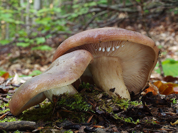 rýdzik fialovejúci Lactarius violascens (J. Otto) Fr.