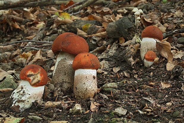 kozák dubový Leccinum aurantiacum (Bull.) Gray