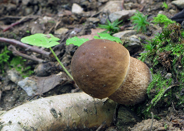 kozák hrabový Leccinum pseudoscabrum (Kallenb.) Šutara