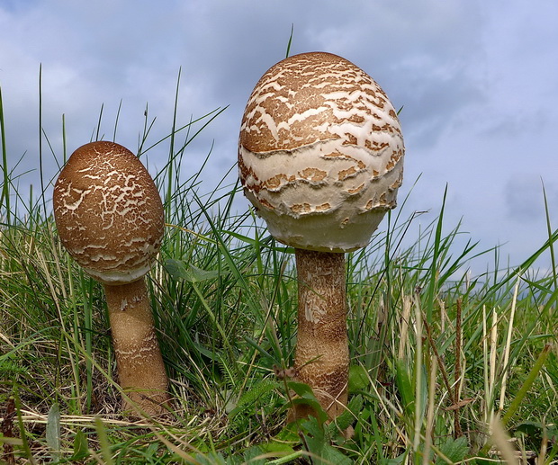 bedľa vysoká Macrolepiota procera (Scop.) Singer