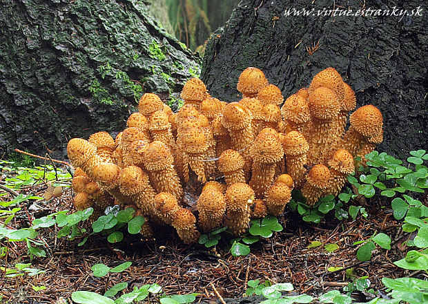 šupinovka šupinatá Pholiota squarrosa (Vahl) P. Kumm.