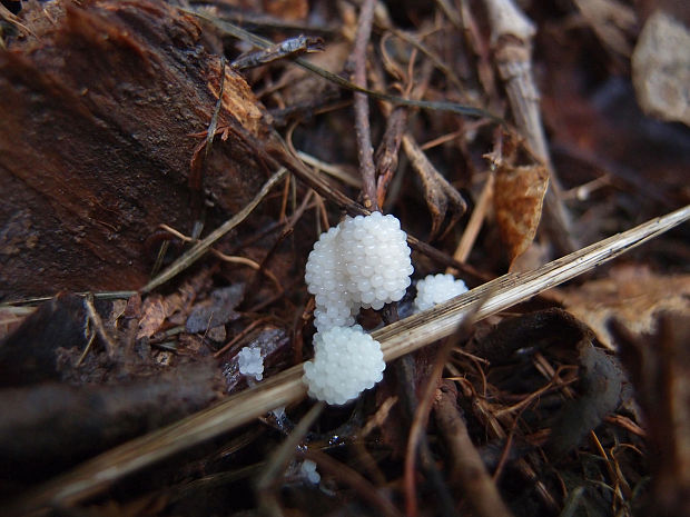 pazderka Stemonitopsis sp.