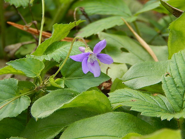 fialka lesná Viola reichenbachiana Jord. ex Boreau