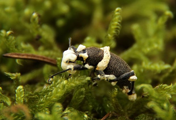 bovéria Beauveria sp.